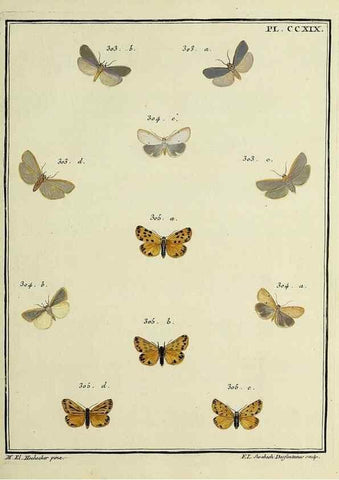 Reproducción/Reproduction 46138504474: Papillons d'Europe, peints d'après nature /. A Paris :Chez P.M. Delaguette, imprimeur-libraire ... ;1779-1792 [i.e. 1793]. 