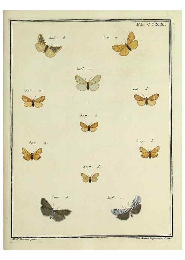 Reproducción/Reproduction 31922111767: Papillons d'Europe, peints d'après nature /. A Paris :Chez P.M. Delaguette, imprimeur-libraire ... ;1779-1792 [i.e. 1793]. 