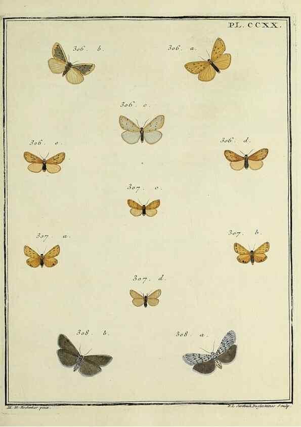 Reproducción/Reproduction 31922111767: Papillons d'Europe, peints d'après nature /. A Paris :Chez P.M. Delaguette, imprimeur-libraire ... ;1779-1792 [i.e. 1793]. 