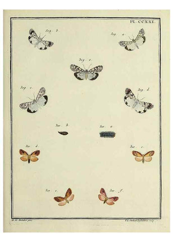 Reproducción/Reproduction 31922112777: Papillons d'Europe, peints d'après nature /. A Paris :Chez P.M. Delaguette, imprimeur-libraire ... ;1779-1792 [i.e. 1793]. 