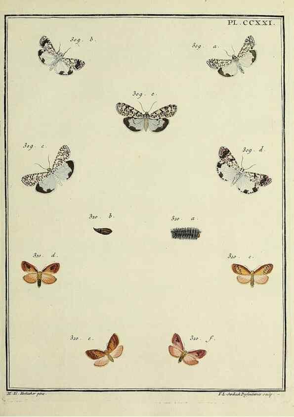 Reproducción/Reproduction 31922112777: Papillons d'Europe, peints d'après nature /. A Paris :Chez P.M. Delaguette, imprimeur-libraire ... ;1779-1792 [i.e. 1793]. 