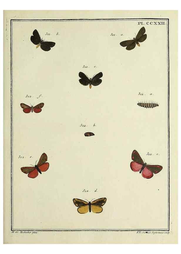 Reproducción/Reproduction 31922113817: Papillons d'Europe, peints d'après nature /. A Paris :Chez P.M. Delaguette, imprimeur-libraire ... ;1779-1792 [i.e. 1793]. 