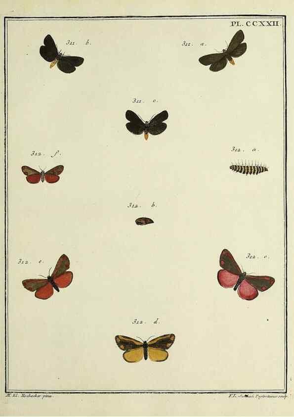 Reproducción/Reproduction 31922113817: Papillons d'Europe, peints d'après nature /. A Paris :Chez P.M. Delaguette, imprimeur-libraire ... ;1779-1792 [i.e. 1793]. 