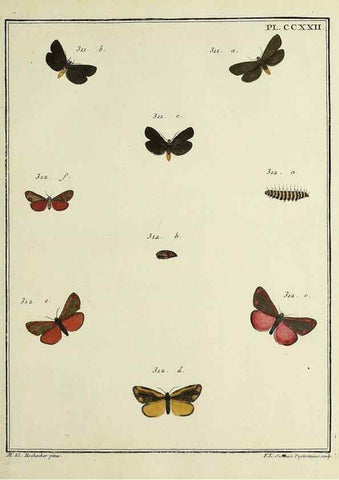 Reproducción/Reproduction 31922113817: Papillons d'Europe, peints d'après nature /. A Paris :Chez P.M. Delaguette, imprimeur-libraire ... ;1779-1792 [i.e. 1793]. 