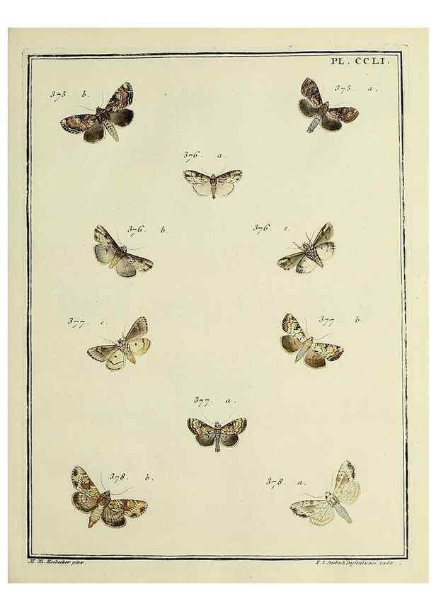 Reproducción/Reproduction 46138534124: Papillons d'Europe, peints d'après nature /. A Paris :Chez P.M. Delaguette, imprimeur-libraire ... ;1779-1792 [i.e. 1793]. 