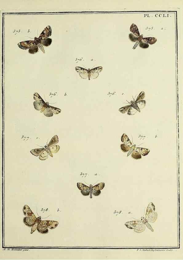 Reproducción/Reproduction 46138534124: Papillons d'Europe, peints d'après nature /. A Paris :Chez P.M. Delaguette, imprimeur-libraire ... ;1779-1792 [i.e. 1793]. 
