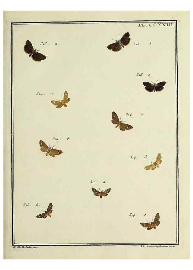 Reproducción/Reproduction 32988159088: Papillons d'Europe, peints d'après nature /. A Paris :Chez P.M. Delaguette, imprimeur-libraire ... ;1779-1792 [i.e. 1793]. 