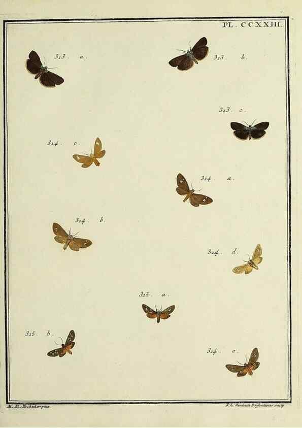 Reproducción/Reproduction 32988159088: Papillons d'Europe, peints d'après nature /. A Paris :Chez P.M. Delaguette, imprimeur-libraire ... ;1779-1792 [i.e. 1793]. 