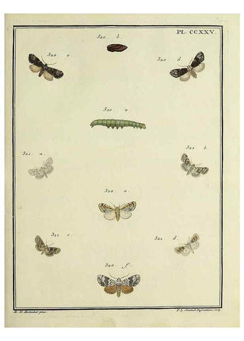 Reproducción/Reproduction 32988160418: Papillons d'Europe, peints d'après nature /. A Paris :Chez P.M. Delaguette, imprimeur-libraire ... ;1779-1792 [i.e. 1793]. 