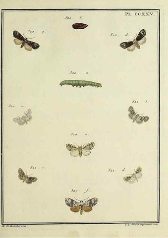 Reproducción/Reproduction 32988160418: Papillons d'Europe, peints d'après nature /. A Paris :Chez P.M. Delaguette, imprimeur-libraire ... ;1779-1792 [i.e. 1793]. 