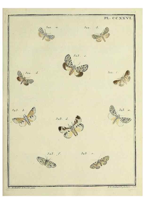 Reproducción/Reproduction 46138509244: Papillons d'Europe, peints d'après nature /. A Paris :Chez P.M. Delaguette, imprimeur-libraire ... ;1779-1792 [i.e. 1793]. 