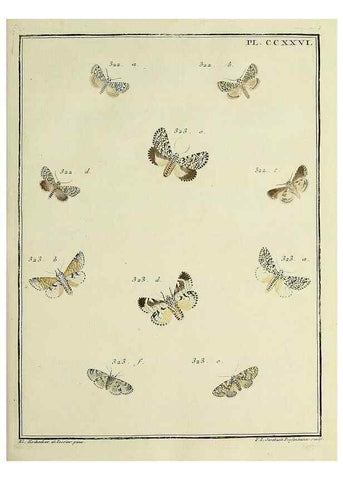 Reproducción/Reproduction 46138509244: Papillons d'Europe, peints d'après nature /. A Paris :Chez P.M. Delaguette, imprimeur-libraire ... ;1779-1792 [i.e. 1793]. 