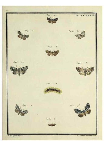 Reproducción/Reproduction 46138510054: Papillons d'Europe, peints d'après nature /. A Paris :Chez P.M. Delaguette, imprimeur-libraire ... ;1779-1792 [i.e. 1793]. 