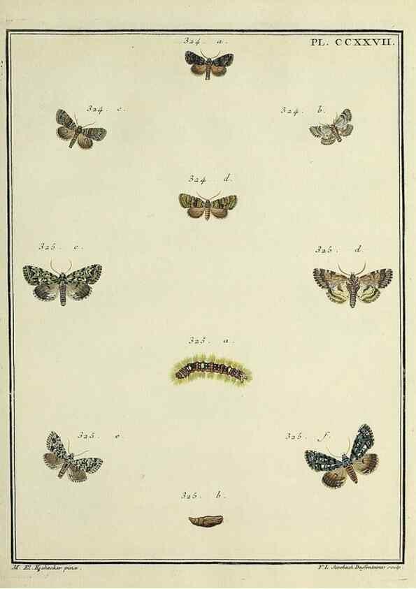 Reproducción/Reproduction 46138510054: Papillons d'Europe, peints d'après nature /. A Paris :Chez P.M. Delaguette, imprimeur-libraire ... ;1779-1792 [i.e. 1793]. 