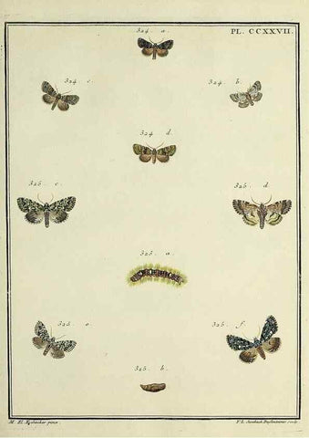 Reproducción/Reproduction 46138510054: Papillons d'Europe, peints d'après nature /. A Paris :Chez P.M. Delaguette, imprimeur-libraire ... ;1779-1792 [i.e. 1793]. 