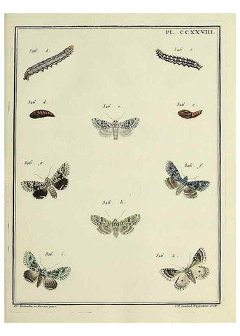 Reproducción/Reproduction 46863424651: Papillons d'Europe, peints d'après nature /. A Paris :Chez P.M. Delaguette, imprimeur-libraire ... ;1779-1792 [i.e. 1793]. 