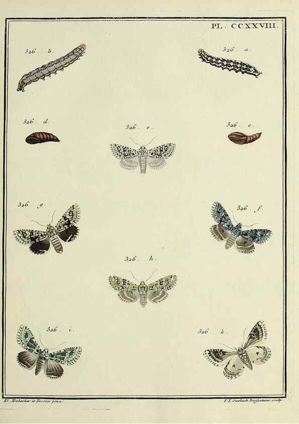Reproducción/Reproduction 46863424651: Papillons d'Europe, peints d'après nature /. A Paris :Chez P.M. Delaguette, imprimeur-libraire ... ;1779-1792 [i.e. 1793]. 