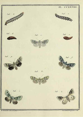 Reproducción/Reproduction 46863424651: Papillons d'Europe, peints d'après nature /. A Paris :Chez P.M. Delaguette, imprimeur-libraire ... ;1779-1792 [i.e. 1793]. 