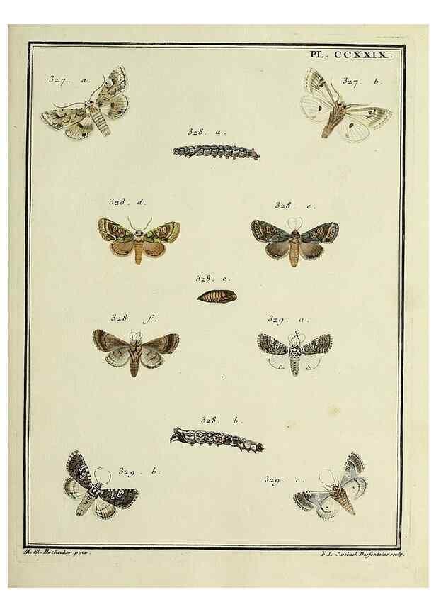 Reproducción/Reproduction 45949005065: Papillons d'Europe, peints d'après nature /. A Paris :Chez P.M. Delaguette, imprimeur-libraire ... ;1779-1792 [i.e. 1793]. 