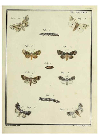 Reproducción/Reproduction 45949005065: Papillons d'Europe, peints d'après nature /. A Paris :Chez P.M. Delaguette, imprimeur-libraire ... ;1779-1792 [i.e. 1793]. 