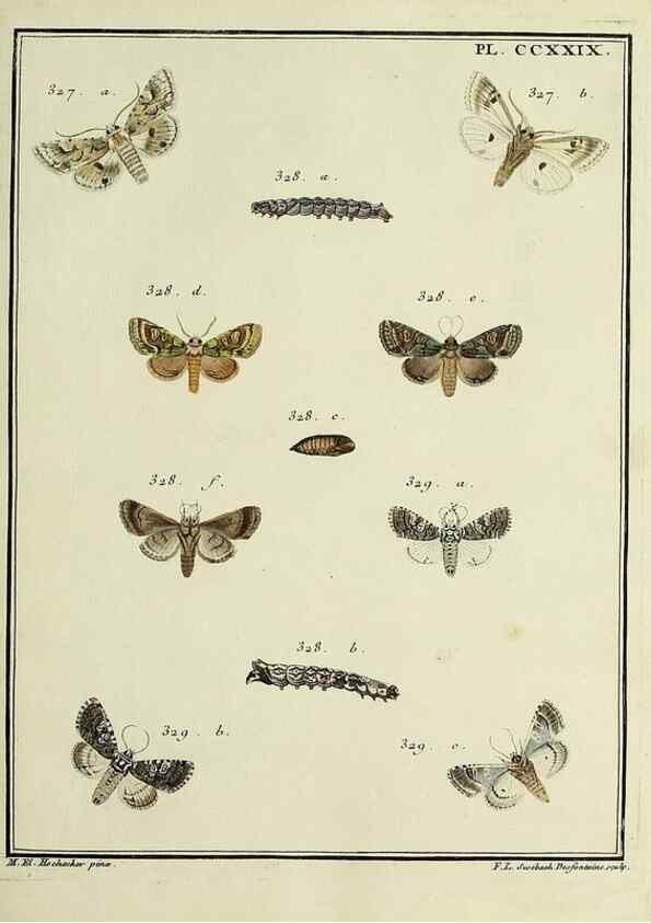 Reproducción/Reproduction 45949005065: Papillons d'Europe, peints d'après nature /. A Paris :Chez P.M. Delaguette, imprimeur-libraire ... ;1779-1792 [i.e. 1793]. 
