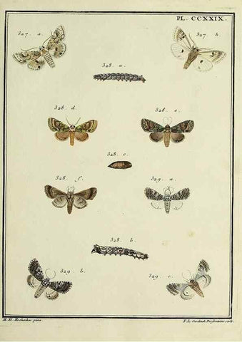 Reproducción/Reproduction 45949005065: Papillons d'Europe, peints d'après nature /. A Paris :Chez P.M. Delaguette, imprimeur-libraire ... ;1779-1792 [i.e. 1793]. 