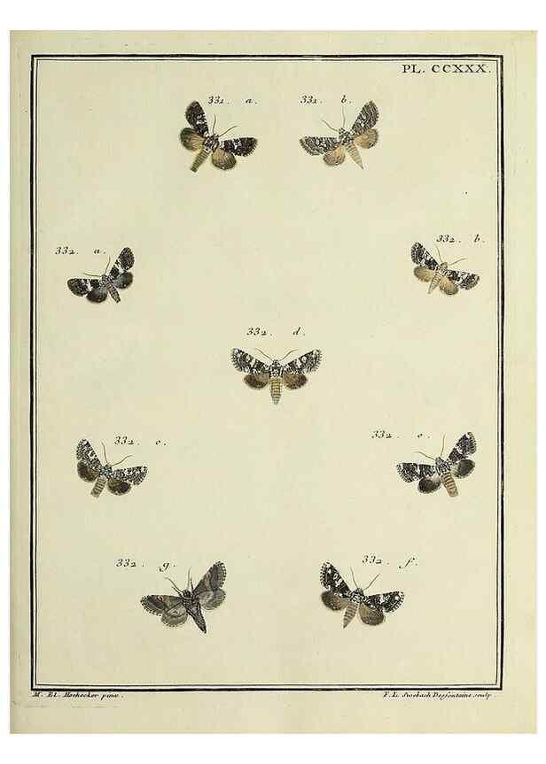 Reproducción/Reproduction 31922121957: Papillons d'Europe, peints d'après nature /. A Paris :Chez P.M. Delaguette, imprimeur-libraire ... ;1779-1792 [i.e. 1793]. 