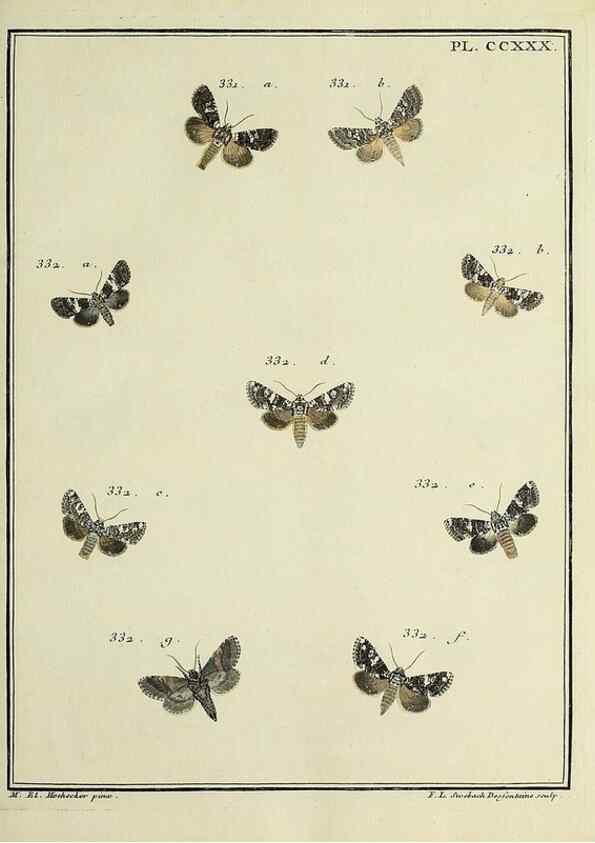 Reproducción/Reproduction 31922121957: Papillons d'Europe, peints d'après nature /. A Paris :Chez P.M. Delaguette, imprimeur-libraire ... ;1779-1792 [i.e. 1793]. 