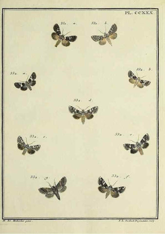 Reproducción/Reproduction 31922121957: Papillons d'Europe, peints d'après nature /. A Paris :Chez P.M. Delaguette, imprimeur-libraire ... ;1779-1792 [i.e. 1793]. 
