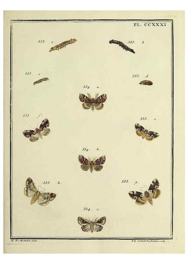 Reproducción/Reproduction 45949005825: Papillons d'Europe, peints d'après nature /. A Paris :Chez P.M. Delaguette, imprimeur-libraire ... ;1779-1792 [i.e. 1793]. 