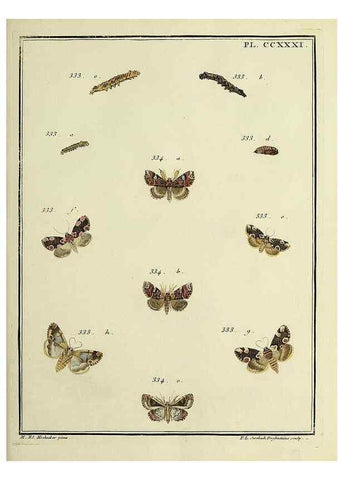 Reproducción/Reproduction 45949005825: Papillons d'Europe, peints d'après nature /. A Paris :Chez P.M. Delaguette, imprimeur-libraire ... ;1779-1792 [i.e. 1793]. 
