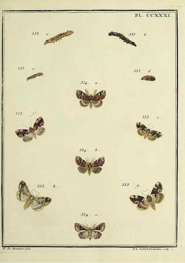 Reproducción/Reproduction 45949005825: Papillons d'Europe, peints d'après nature /. A Paris :Chez P.M. Delaguette, imprimeur-libraire ... ;1779-1792 [i.e. 1793]. 