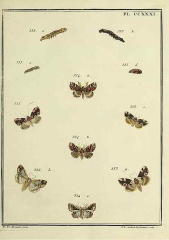 Reproducción/Reproduction 45949005825: Papillons d'Europe, peints d'après nature /. A Paris :Chez P.M. Delaguette, imprimeur-libraire ... ;1779-1792 [i.e. 1793]. 