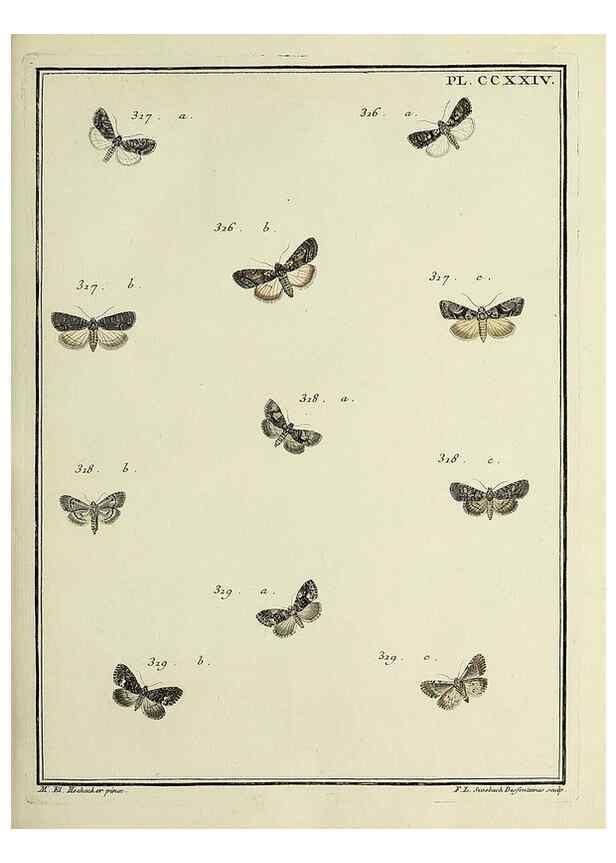 Reproducción/Reproduction 32988159728: Papillons d'Europe, peints d'après nature /. A Paris :Chez P.M. Delaguette, imprimeur-libraire ... ;1779-1792 [i.e. 1793]. 