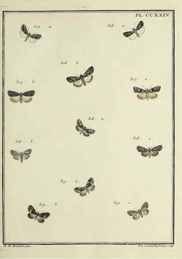 Reproducción/Reproduction 32988159728: Papillons d'Europe, peints d'après nature /. A Paris :Chez P.M. Delaguette, imprimeur-libraire ... ;1779-1792 [i.e. 1793]. 