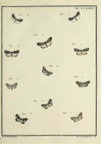 Reproducción/Reproduction 32988159728: Papillons d'Europe, peints d'après nature /. A Paris :Chez P.M. Delaguette, imprimeur-libraire ... ;1779-1792 [i.e. 1793]. 
