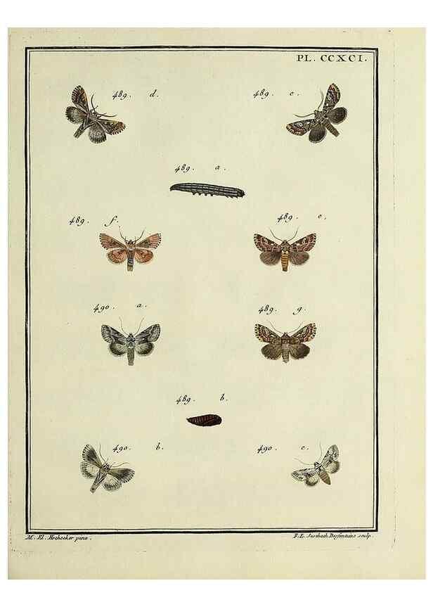 Reproducción/Reproduction 46138566244: Papillons d'Europe, peints d'après nature /. A Paris :Chez P.M. Delaguette, imprimeur-libraire ... ;1779-1792 [i.e. 1793]. 