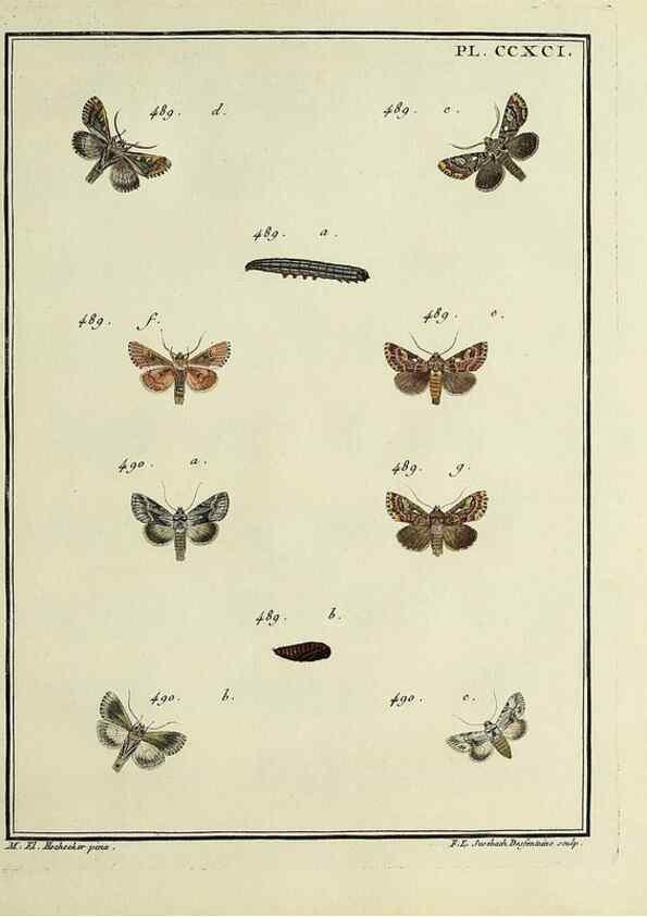 Reproducción/Reproduction 46138566244: Papillons d'Europe, peints d'après nature /. A Paris :Chez P.M. Delaguette, imprimeur-libraire ... ;1779-1792 [i.e. 1793]. 