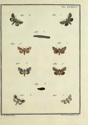 Reproducción/Reproduction 46138566244: Papillons d'Europe, peints d'après nature /. A Paris :Chez P.M. Delaguette, imprimeur-libraire ... ;1779-1792 [i.e. 1793]. 
