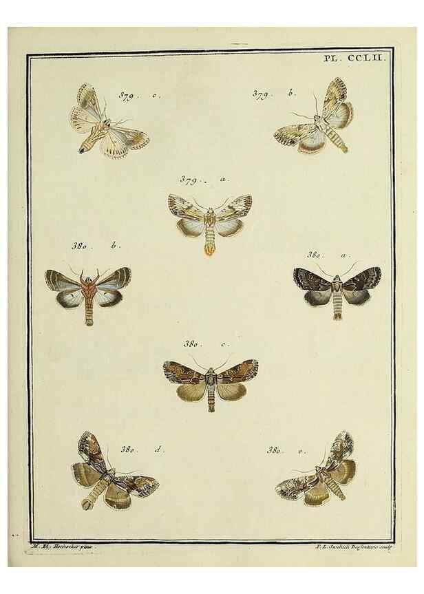 Reproducción/Reproduction 46138535054: Papillons d'Europe, peints d'après nature /. A Paris :Chez P.M. Delaguette, imprimeur-libraire ... ;1779-1792 [i.e. 1793]. 