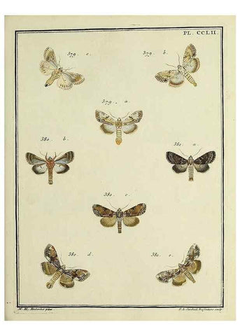 Reproducción/Reproduction 46138535054: Papillons d'Europe, peints d'après nature /. A Paris :Chez P.M. Delaguette, imprimeur-libraire ... ;1779-1792 [i.e. 1793]. 
