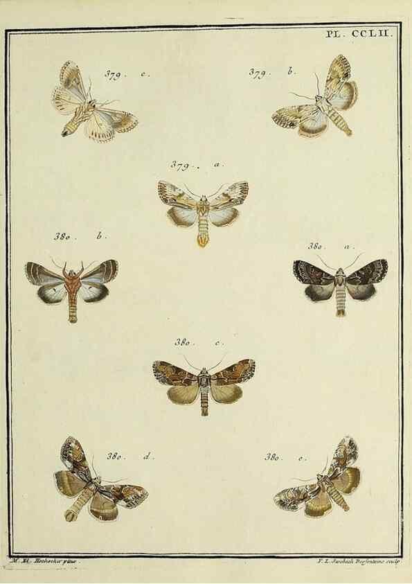 Reproducción/Reproduction 46138535054: Papillons d'Europe, peints d'après nature /. A Paris :Chez P.M. Delaguette, imprimeur-libraire ... ;1779-1792 [i.e. 1793]. 