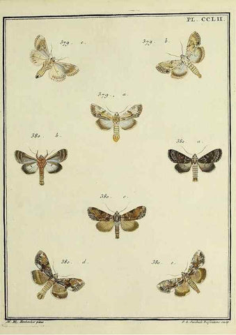 Reproducción/Reproduction 46138535054: Papillons d'Europe, peints d'après nature /. A Paris :Chez P.M. Delaguette, imprimeur-libraire ... ;1779-1792 [i.e. 1793]. 
