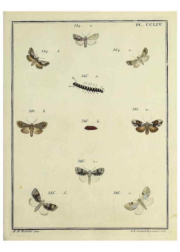 Reproducción/Reproduction 39898815903: Papillons d'Europe, peints d'après nature /. A Paris :Chez P.M. Delaguette, imprimeur-libraire ... ;1779-1792 [i.e. 1793]. 