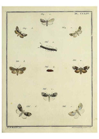 Reproducción/Reproduction 39898815903: Papillons d'Europe, peints d'après nature /. A Paris :Chez P.M. Delaguette, imprimeur-libraire ... ;1779-1792 [i.e. 1793]. 