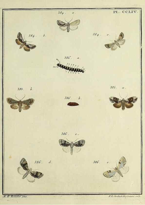 Reproducción/Reproduction 39898815903: Papillons d'Europe, peints d'après nature /. A Paris :Chez P.M. Delaguette, imprimeur-libraire ... ;1779-1792 [i.e. 1793]. 