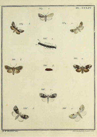 Reproducción/Reproduction 39898815903: Papillons d'Europe, peints d'après nature /. A Paris :Chez P.M. Delaguette, imprimeur-libraire ... ;1779-1792 [i.e. 1793]. 