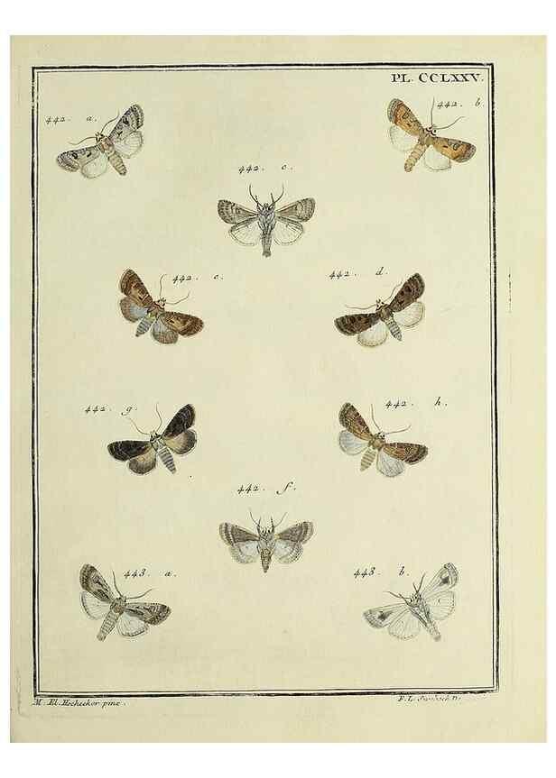 Reproducción/Reproduction 32988195098: Papillons d'Europe, peints d'après nature /. A Paris :Chez P.M. Delaguette, imprimeur-libraire ... ;1779-1792 [i.e. 1793]. 