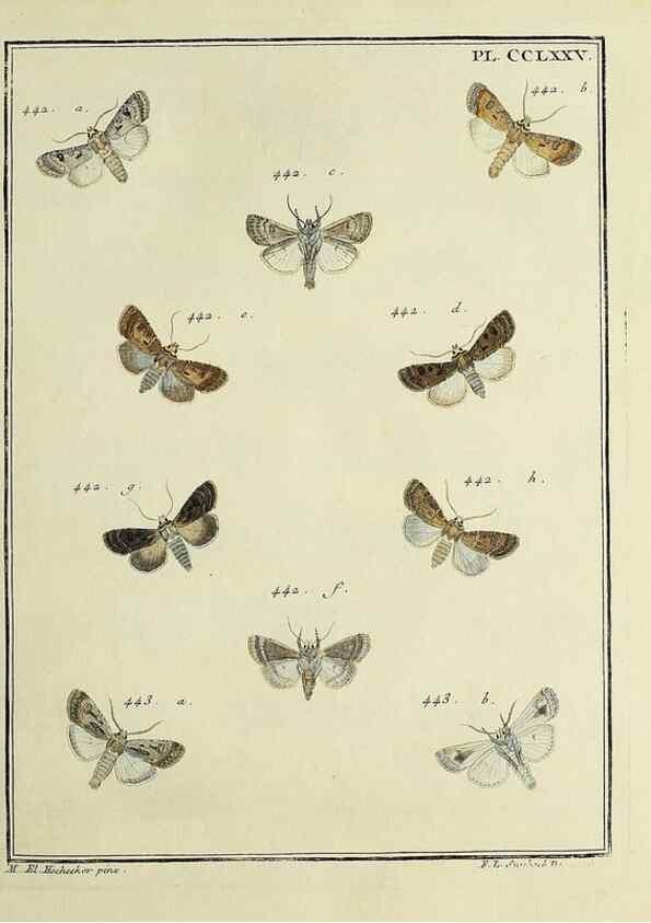 Reproducción/Reproduction 32988195098: Papillons d'Europe, peints d'après nature /. A Paris :Chez P.M. Delaguette, imprimeur-libraire ... ;1779-1792 [i.e. 1793]. 