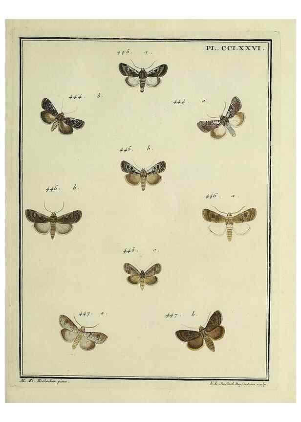 Reproducción/Reproduction 32988196268: Papillons d'Europe, peints d'après nature /. A Paris :Chez P.M. Delaguette, imprimeur-libraire ... ;1779-1792 [i.e. 1793]. 